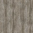 R55004 Ponderosa Pine