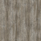 R55004 Ponderosa Pine